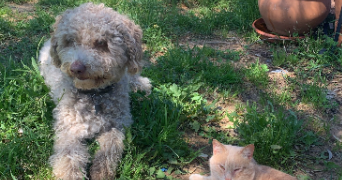 leslie pet sitter à ST MARTIN DE SEIGNANX 40390_6