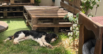 audrey dog sitter à MAREIL MARLY 78750_3