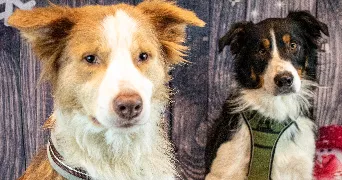 mélyne dog sitter à VIGNOUX SUR BARANGEON 18500
