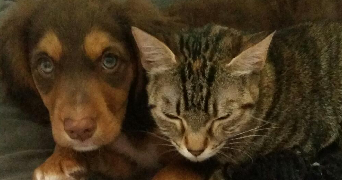 ambre pet sitter à BIGANOS 33380_6