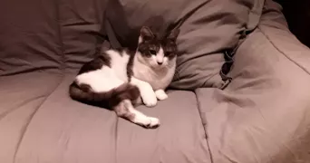 Emmanuelle pet sitter à NEUILLY SUR SEINE 92200