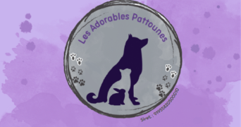 les adorables pattounes pet sitter à La Séauve sur Semène 43140