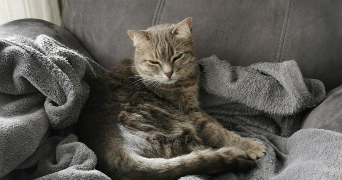 Manon pet sitter à ST MICHEL SUR ORGE 91240_1