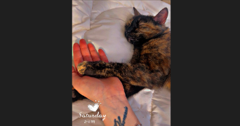 melanie pet sitter à PACY SUR ARMANCON 89160_2