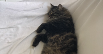 méline pet sitter à PARIS 11 75011_7