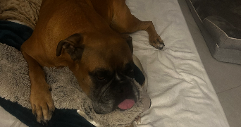 nahia pet sitter à LE PIAN MEDOC 33290_2