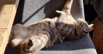 sarah pet sitter à STRASBOURG 67000_1
