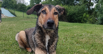 manon pet sitter à OGEU LES BAINS 64680_2