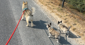 adeline pet sitter à TINQUEUX 51430_2