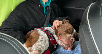 rosemarie pet sitter à GIF SUR YVETTE 91190_3