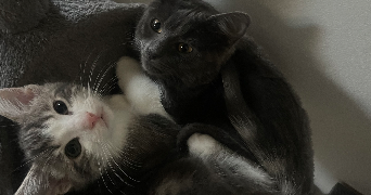 rivière pet sitter à LIANCOURT 60140_8