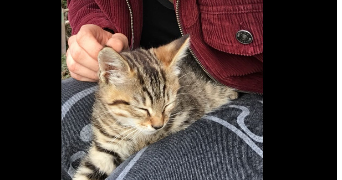 anastasia pet sitter à ORLEANS 45000_2