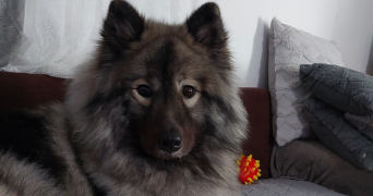 maeva pet sitter à HAUVILLE 27350_3