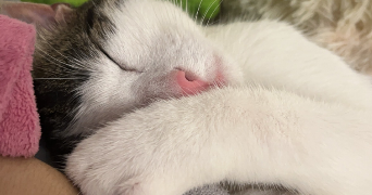 tiphaine pet sitter à PALAISEAU 91120_7