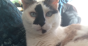 camille pet sitter à Bordeaux 33000_2