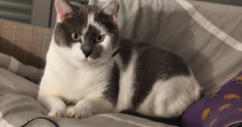 eglantine pet sitter à TOURS 37100_0