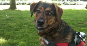 amélie pet sitter à ANGOULEME 16000_2