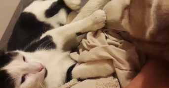 mélina pet sitter à VIC SUR CERE 15800_5
