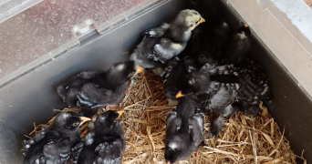 catherine pet sitter à NEUVILLETTE EN CHARNIE 72140_3