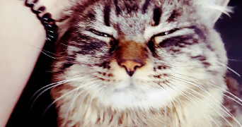 noyale pet sitter à BAYONNE 64100_8