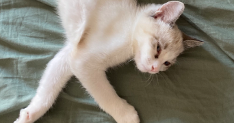 clémence pet sitter à RENNES 35000_2