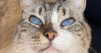 maéva pet sitter à PLAN DE CUQUES 13380_1