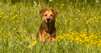 stephanie pet sitter à ST FARGEAU PONTHIERRY 77310_2