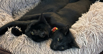 louane pet sitter à MARSEILLE 12 13012_6