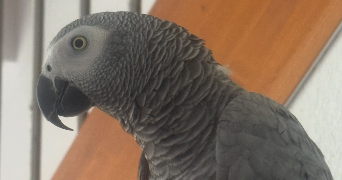 nabiha pet sitter à ST JORY 31790_0
