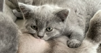 zoe pet sitter à PARIS 18 75018_1