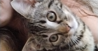 victoria pet sitter à BOURG LE ROI 72610_3