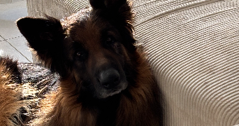 chloé pet sitter à MARSEILLE 09 13009_4