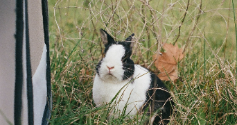 sarah pet sitter à MONTPELLIER 34000_5