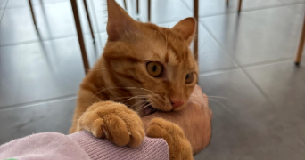 samantha pet sitter à FREJUS 83600_1