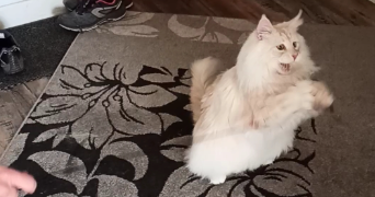 sabine pet sitter à LABENNE 40530_2