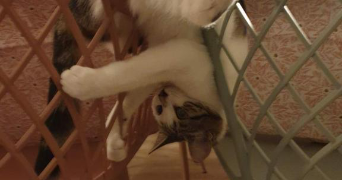 axelle pet sitter à PARIS 15 75015_3