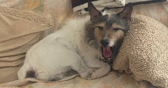 francoise pet sitter à DOMESSIN 73330_1