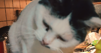 jean-luc pet sitter à ALFORTVILLE 94140_2