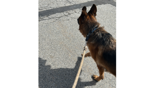 loline pet sitter à AIX EN PROVENCE 13100_3