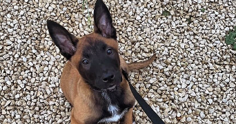 jennifer pet sitter à TURRETOT 76280_7