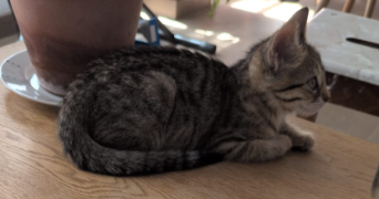 valerie pet sitter à VILLENEUVE LOUBET 06270_0