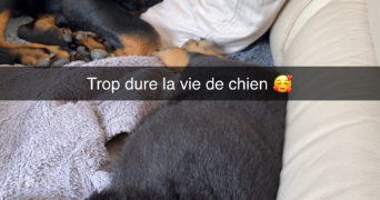 anaïs pet sitter à RAUVILLE LA BIGOT 50260_4