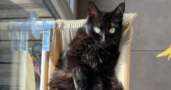 tabatha pet sitter à TOULOUSE 31200_2