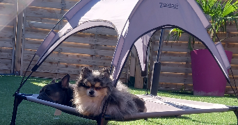 maud dog sitter à LABALME 01450_6