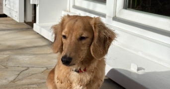 chiara pet sitter à PARIS 05 75005_8