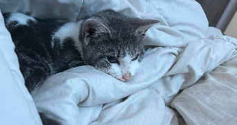 lola pet sitter à CHOISY LE ROI 94600_5