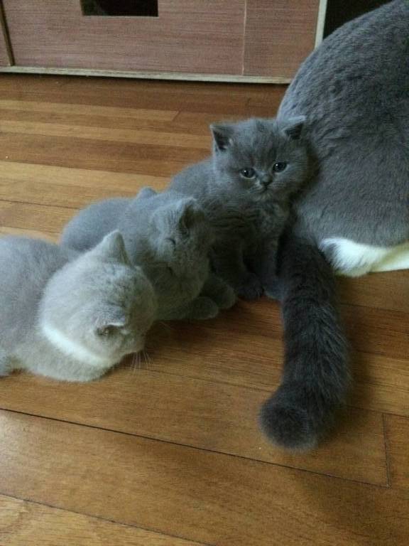 Èvann pet sitter à Paris 75006_0