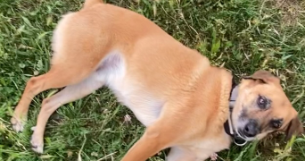 ninon pet sitter à NICE 06000_3