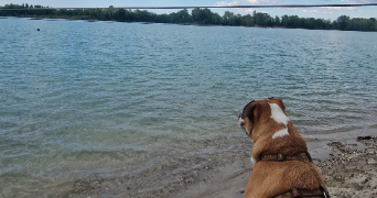 leeloo pet sitter à STRASBOURG 67100_2