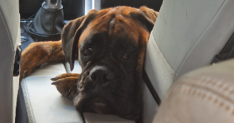 margaux pet sitter à ARSAC 33460_1